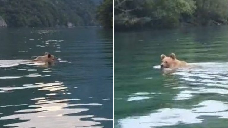 Medvjed spas od vrućine potražio u Drini. Screenshot / TikTok