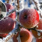 Poljoprivrednici zabrinuti:  Hoće li proljetni mraz uništiti voće
