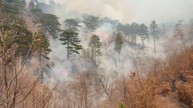 Požar kod Konjica. Fena