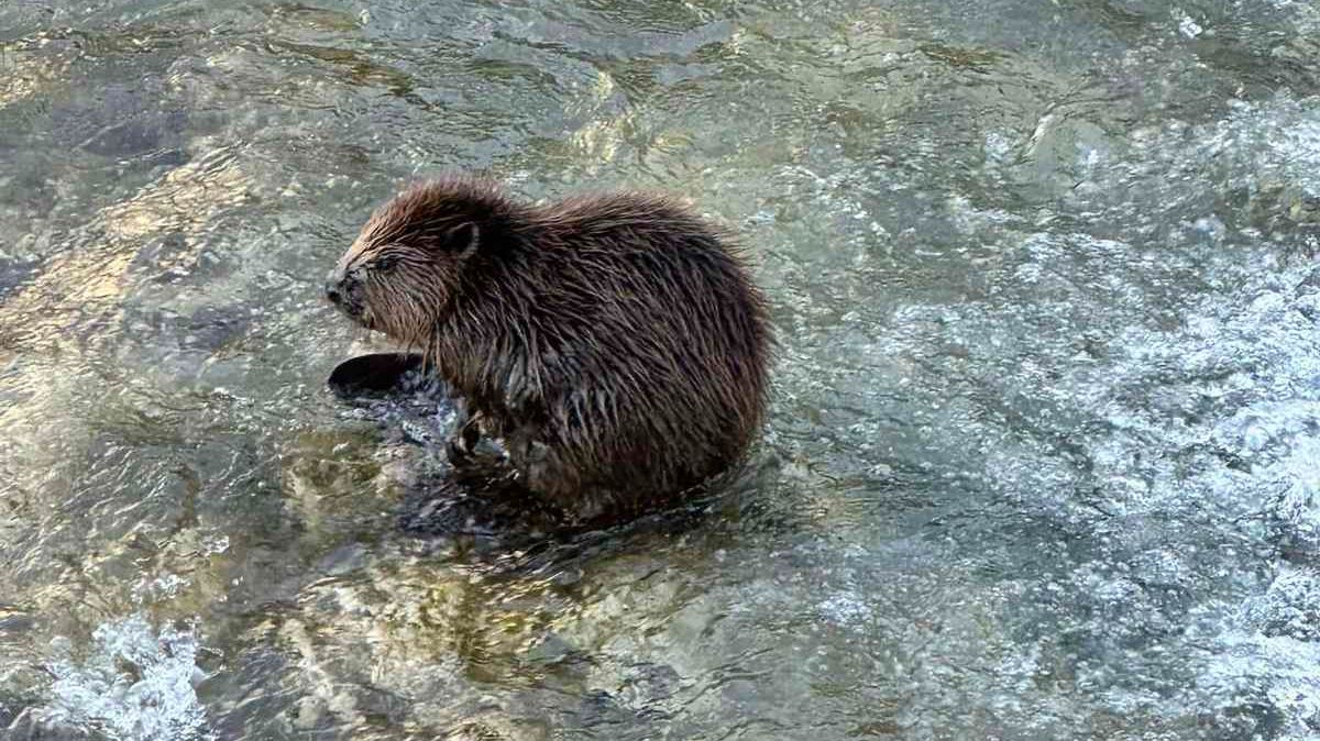 Dabar u Gračanici. Edin Omerčić