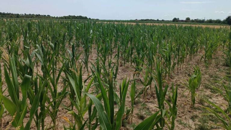 Stanje kukuruznih usjeva izuzetno loše. Screenshot