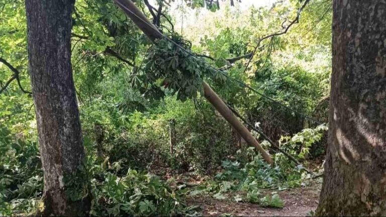 Radnik iz BiH teško povrijeđen u Austriji: Drvo se obrušilo na njega