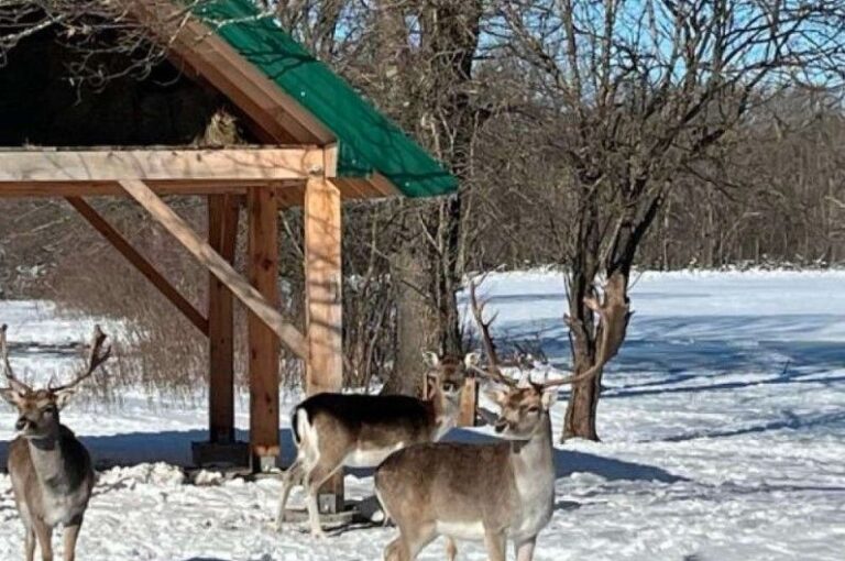 Jeleni lopatari. Fena