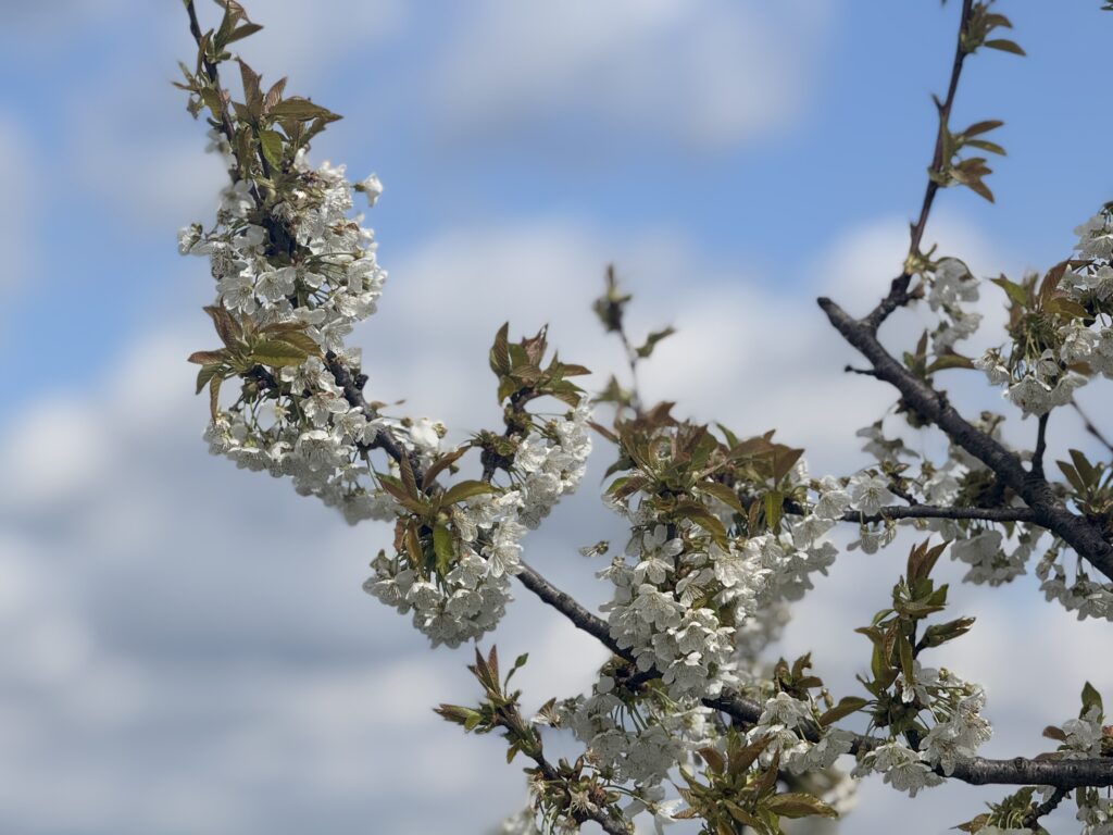 Proljeće stiže ranije: Zašto više ne počinje 21. marta