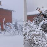 Težak snijeg lomi grane u voćnjacima