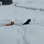 Psi u azilu na Manjači bez hrane, vode i okovani snijegom