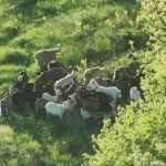 GSS Široki Brijeg u akciji: Dronom pronašli “zaigrane” koze nakon potrage u okolici grada