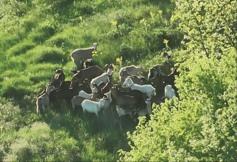 Pronađene koze. GSS Široki Brijeg