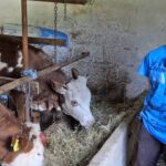 Jedanaestogodišnji Asim iz Ćehajića umjesto telefona izabrao farmu i stoku