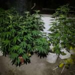 Pretresi na dvije lokacije u Doboju: Policija oduzela nekoliko vrsta droga, uključujući i stabljike konoplje