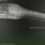 Labud s Vrela Bosne progutao udicu: Brza reakcija spasila mu život