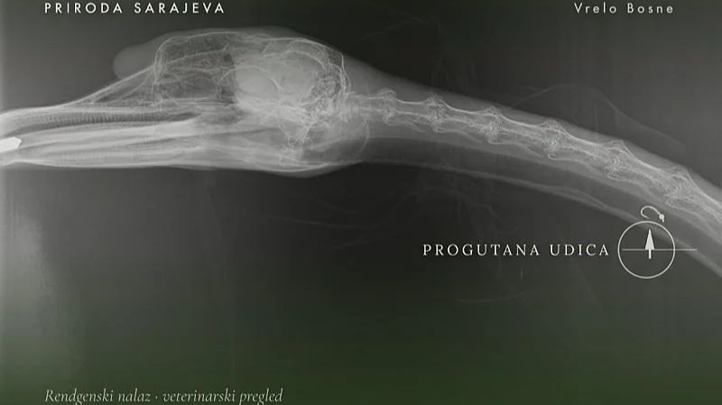 Uposlenici primjetili neobično ponašanje ptice. Zaštićen prirodna područja KS