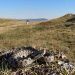Od početka sezone 12 ugriza zmija otrovnica, najčešće stradaju poljoprivrednici