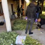 FUP pronašao plantažu marihuane: Dvije osobe uhapšene
