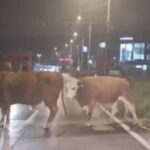 Krave na cesti: Neobične scene u Sarajevu (VIDEO)