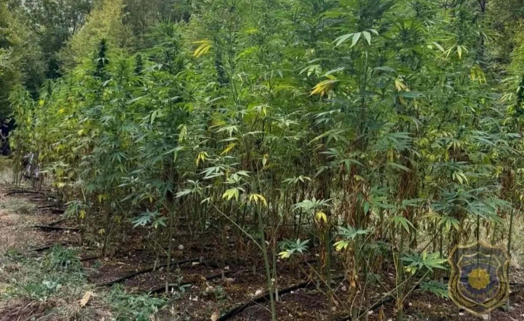 Policija otkrila plantažu kanabisa u Krajini: Pronađeno nekoliko stotina biljaka